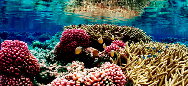reef-safe